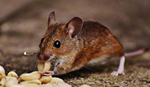 24 Hour & Emergency Exterminators in Oakland Township, MI